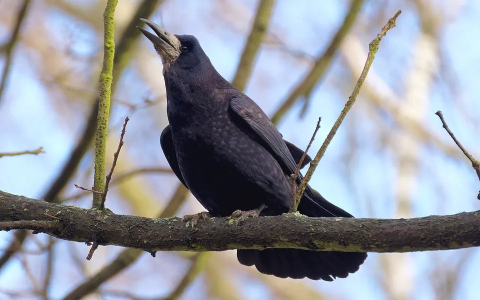 Rook (Corvus frugilegus) — photo 3 of 4