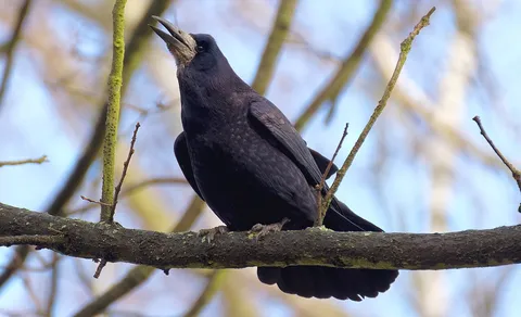 Rook (Corvus frugilegus) — photo 3 of 4