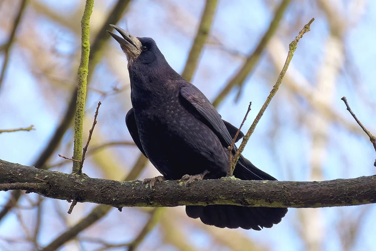 Rook (Corvus frugilegus) — photo 3 of 4