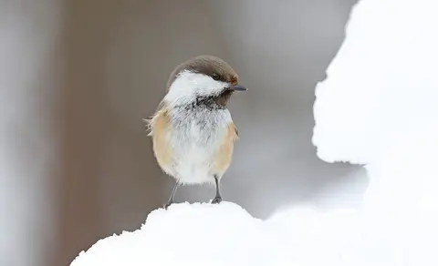 Gray-headed Chickadee (Poecile cinctus) — photo 3 of 5