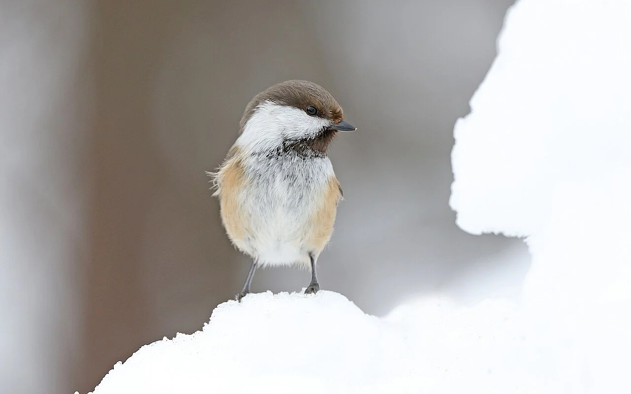 Gray-headed Chickadee (Poecile cinctus) — photo 3 of 5