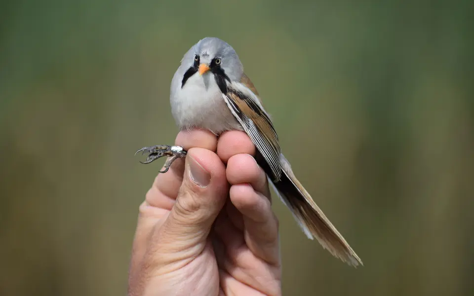 Bearded Reedling (Panurus biarmicus) — photo 3 of 4