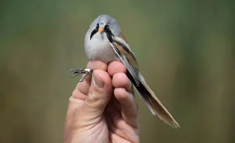 Bearded Reedling (Panurus biarmicus) — photo 3 of 4