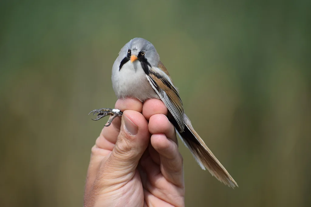 Bearded Reedling (Panurus biarmicus) — photo 3 of 4