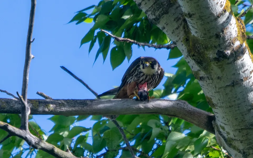 Eurasian Hobby (Falco subbuteo) — photo 4 of 4