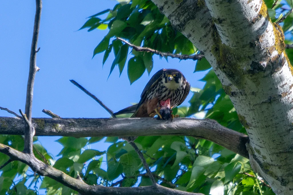 Eurasian Hobby
