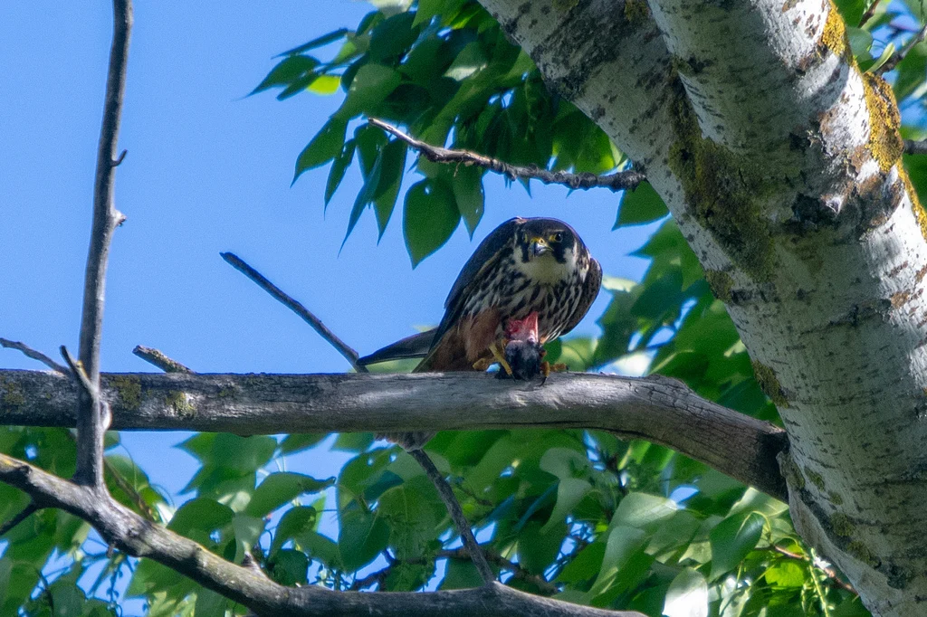 Eurasian Hobby