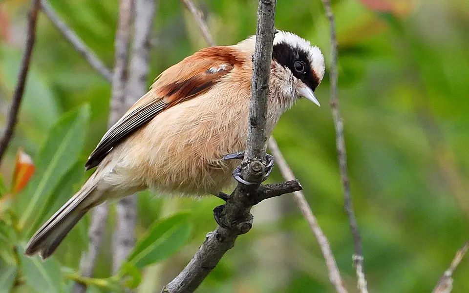 Eurasian Penduline-Tit (Remiz pendulinus) — photo 4 of 4