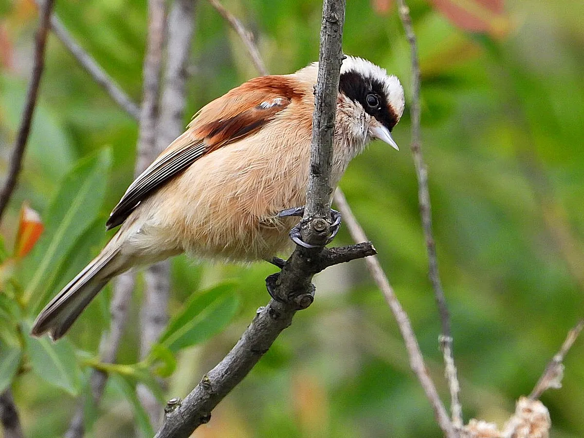 Eurasian Penduline-Tit