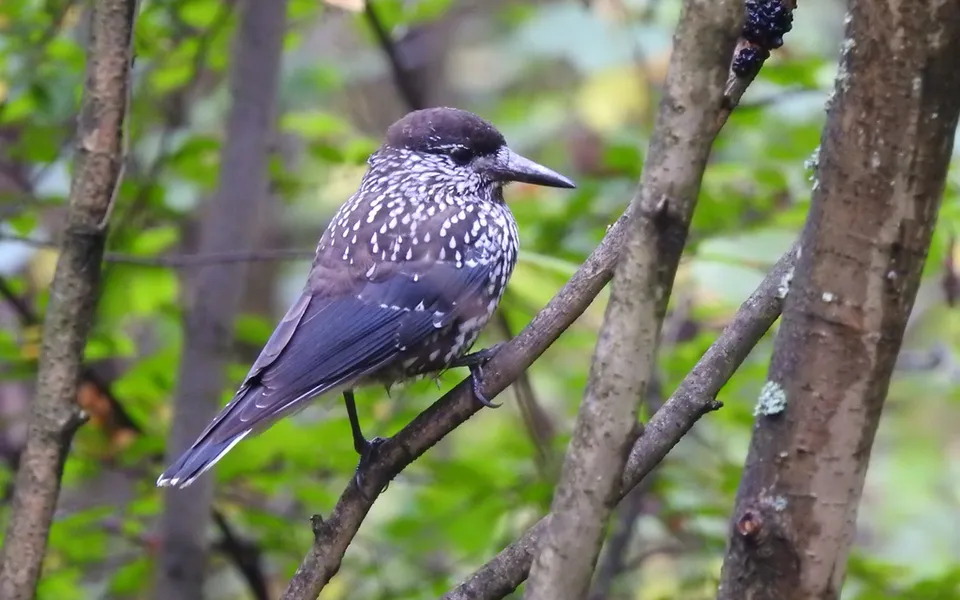 Northern Nutcracker (Nucifraga caryocatactes) — photo 4 of 5
