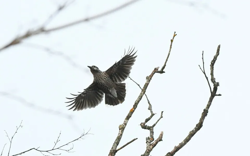 Northern Nutcracker (Nucifraga caryocatactes) — photo 2 of 5