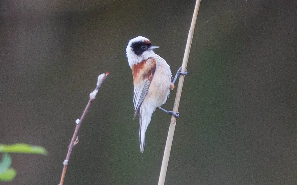 Eurasian Penduline-Tit (Remiz pendulinus) — photo 2 of 4