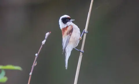 Eurasian Penduline-Tit (Remiz pendulinus) — photo 2 of 4