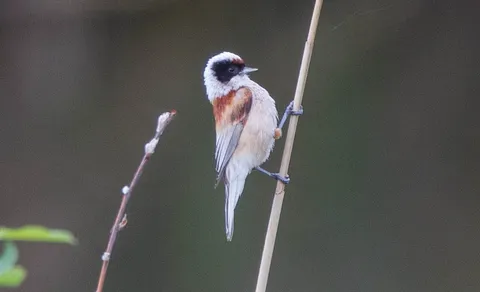Eurasian Penduline-Tit