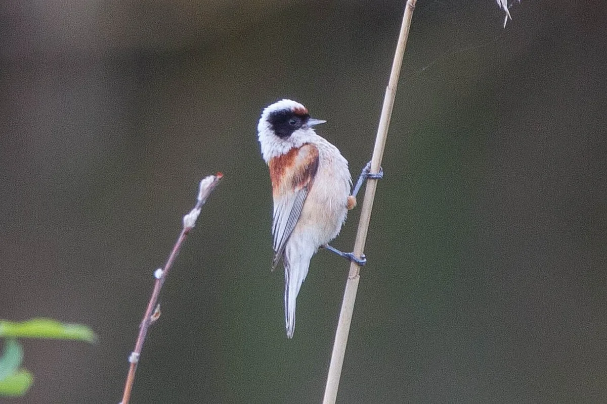 Eurasian Penduline-Tit