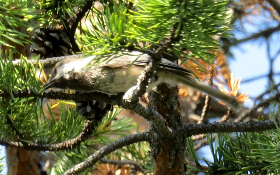 Gray-headed Chickadee (Poecile cinctus) — photo 4 of 5