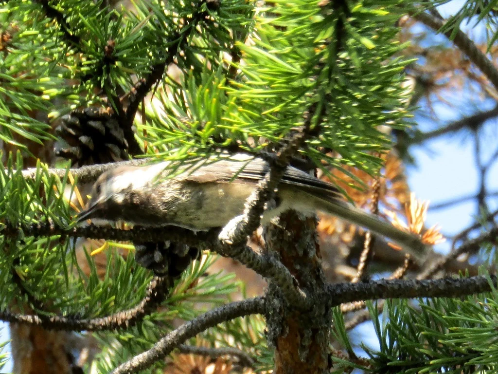 Gray-headed Chickadee (Poecile cinctus) — photo 4 of 5
