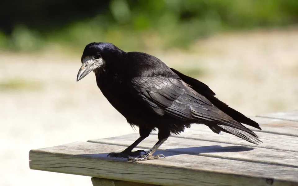 Rook (Corvus frugilegus) — photo 2 of 4