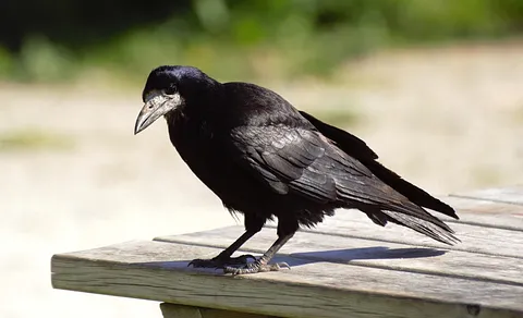 Rook (Corvus frugilegus) — photo 2 of 4