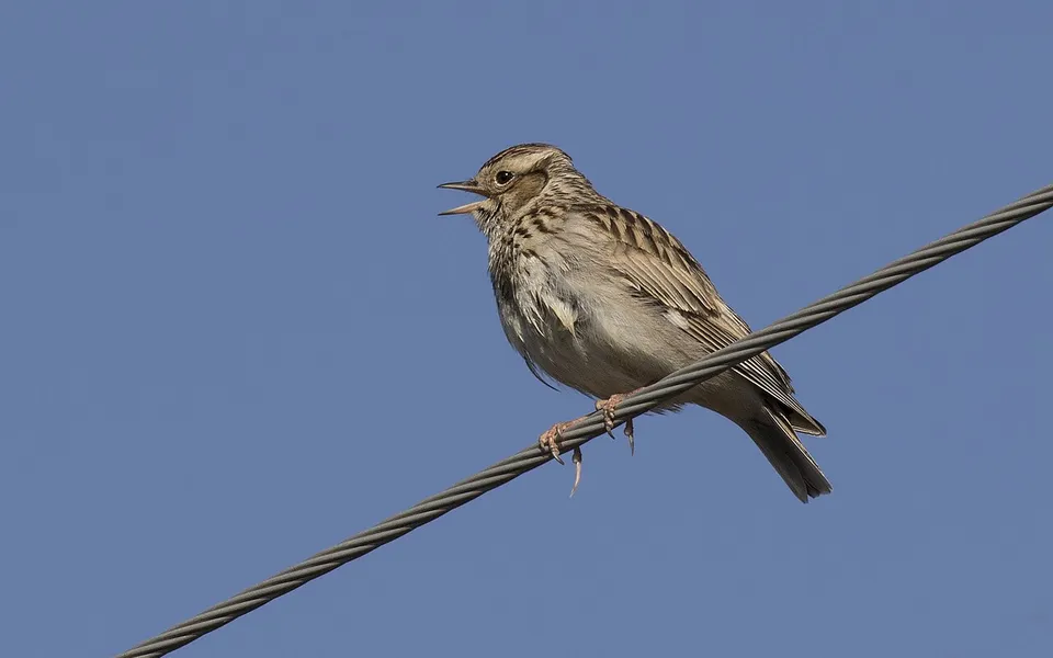 Eurasian Skylark (Alauda arvensis) — photo 4 of 4