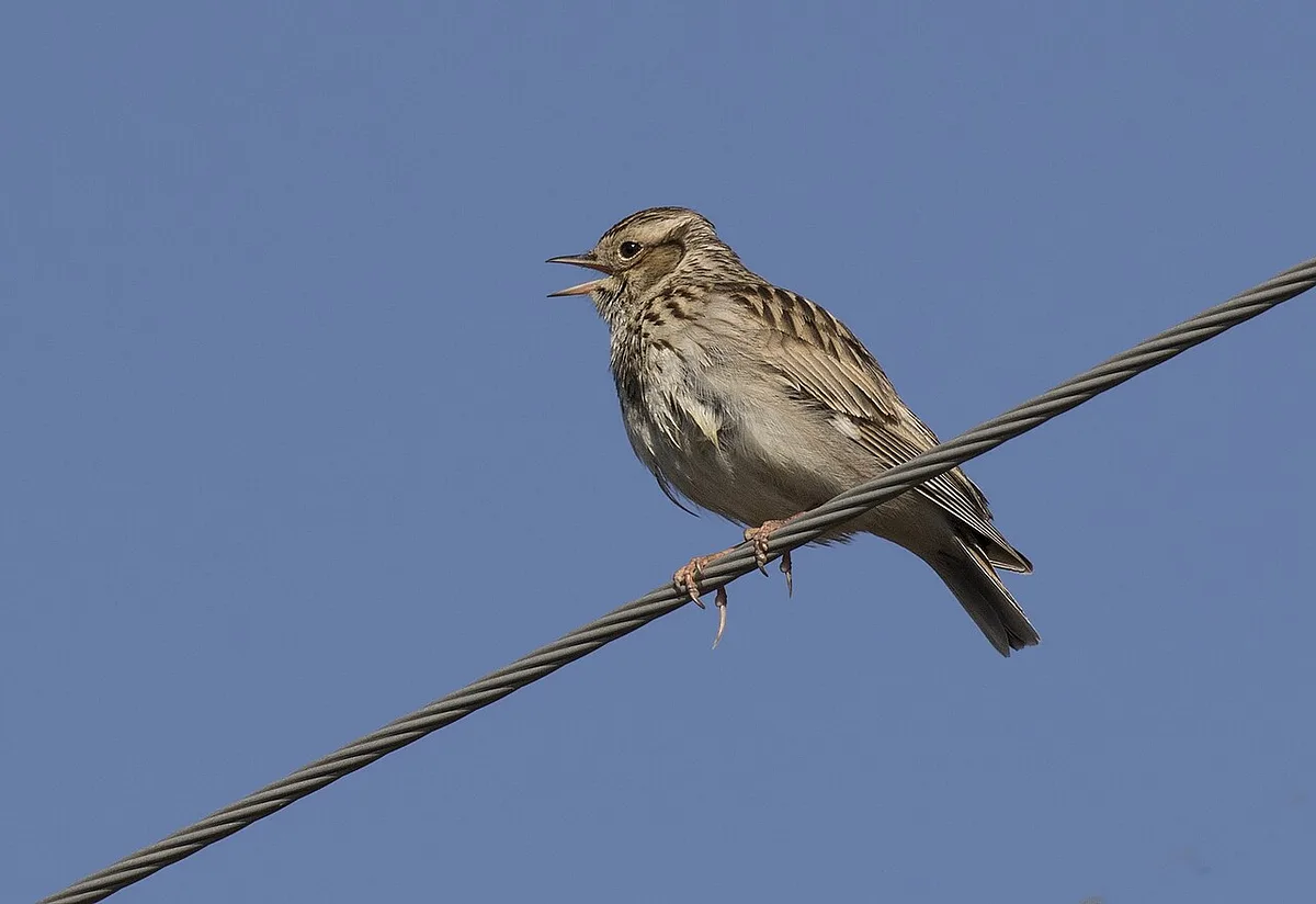 Eurasian Skylark