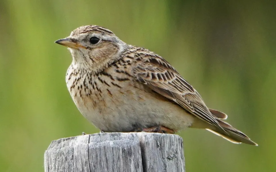 Wood Lark (Lullula arborea) — photo 3 of 5