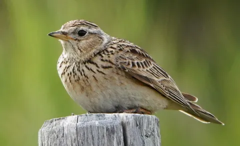 Wood Lark (Lullula arborea) — photo 3 of 5