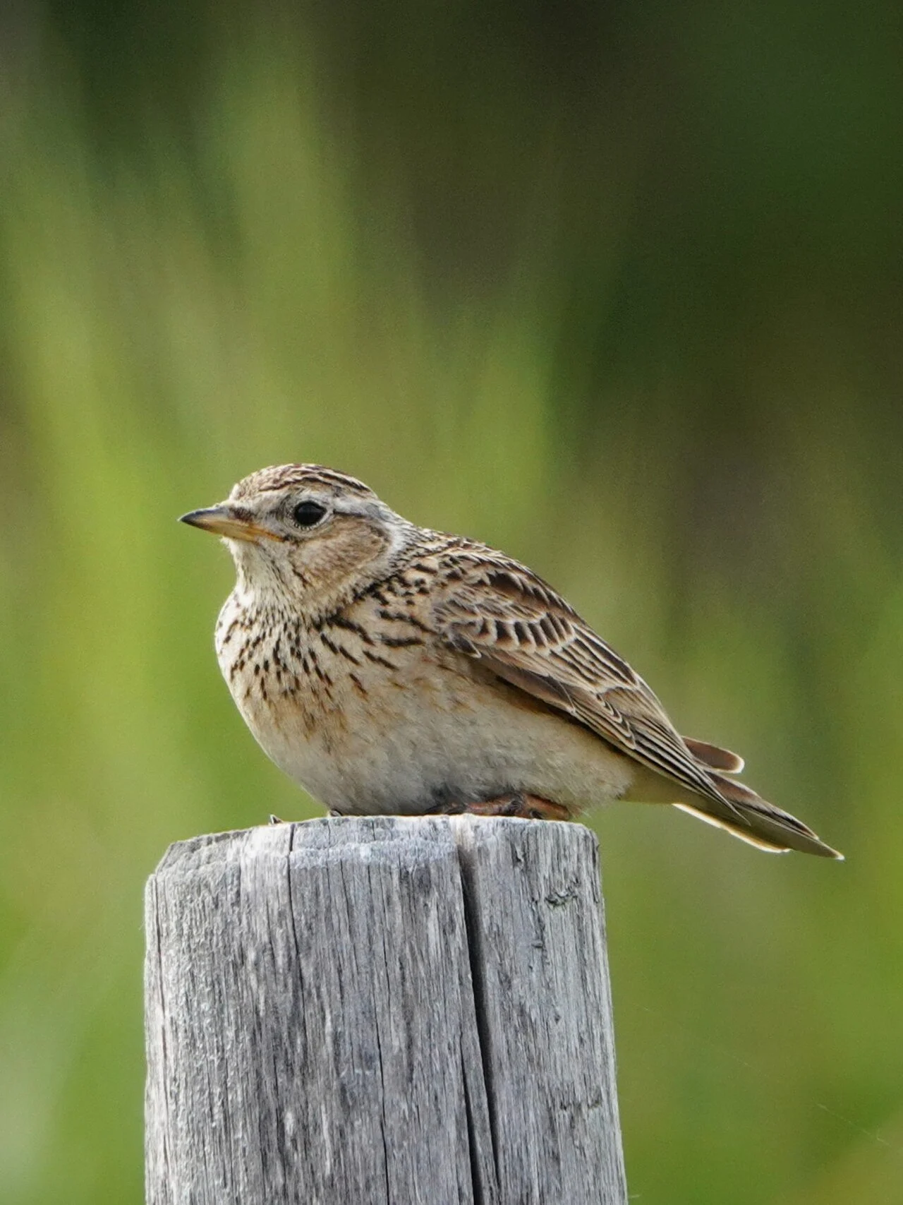 Wood Lark