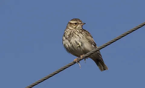 Eurasian Skylark (Alauda arvensis) — photo 3 of 4