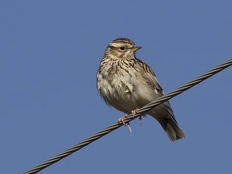 Eurasian Skylark
