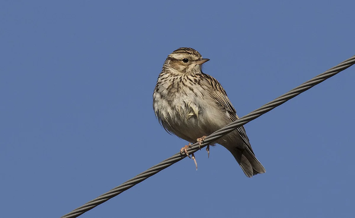 Eurasian Skylark
