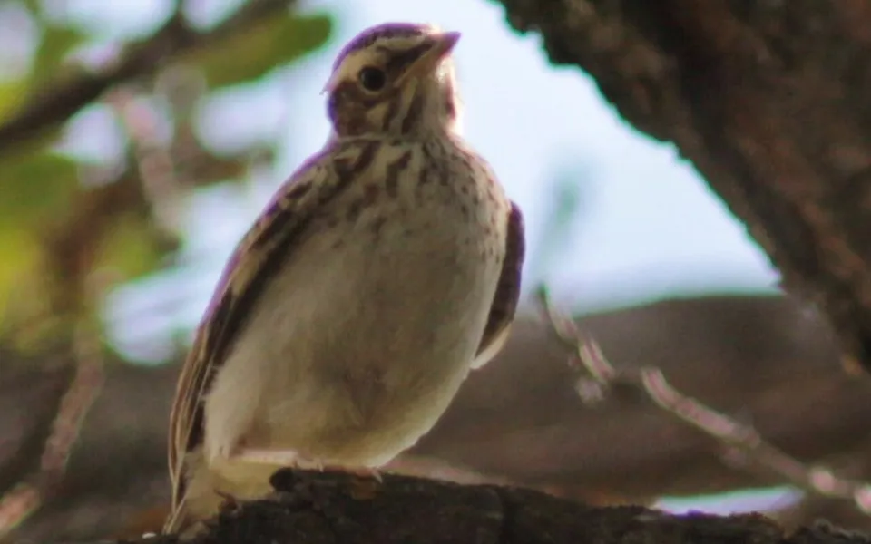 Wood Lark (Lullula arborea) — photo 4 of 5