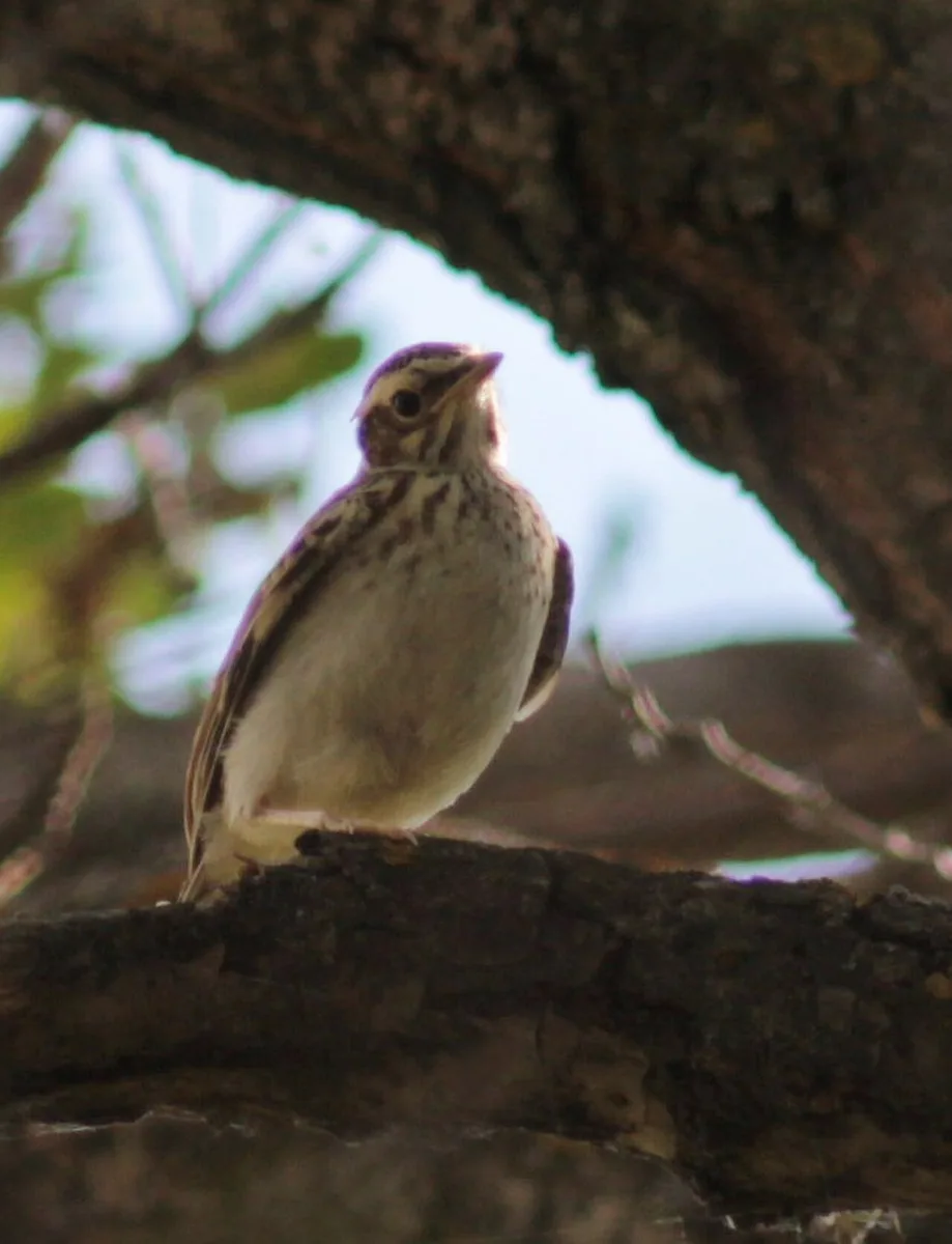 Wood Lark