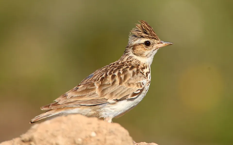 Wood Lark (Lullula arborea) — photo 5 of 5