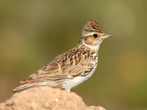 Wood Lark