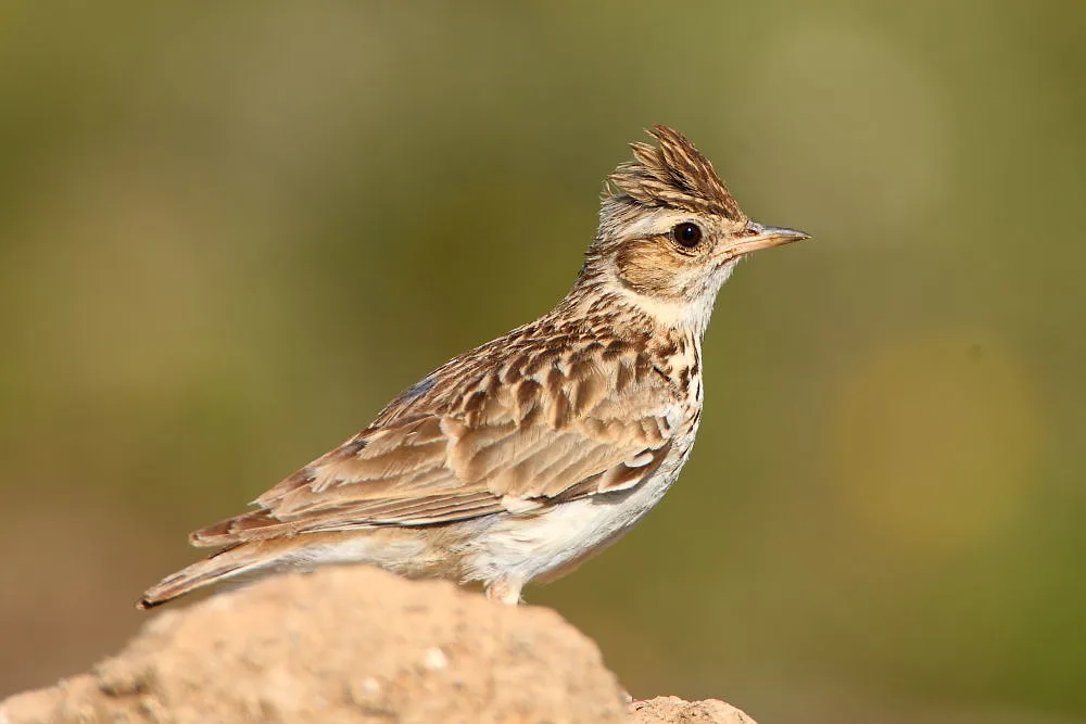 Wood Lark