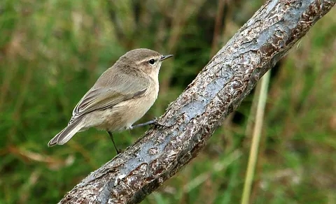 Booted Warbler