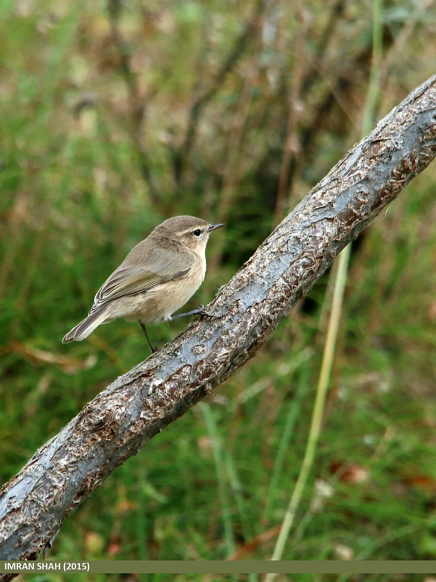 Booted Warbler