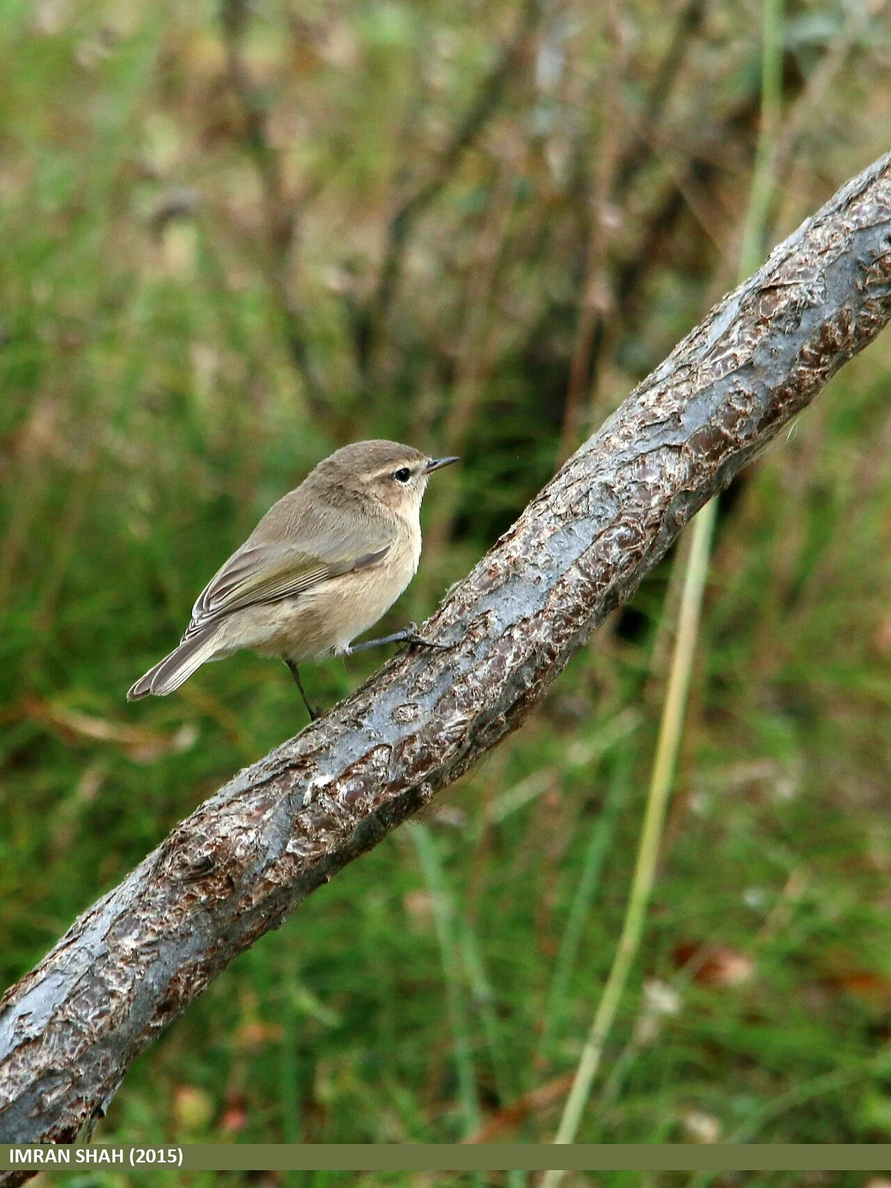 Booted Warbler