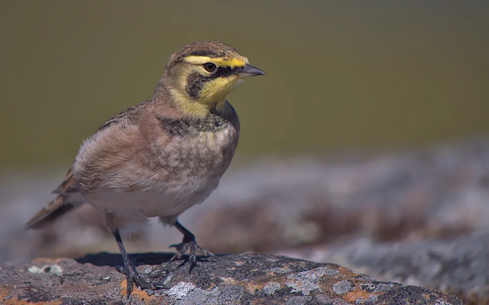Horned Lark (Eremophila alpestris) — photo 2 of 4
