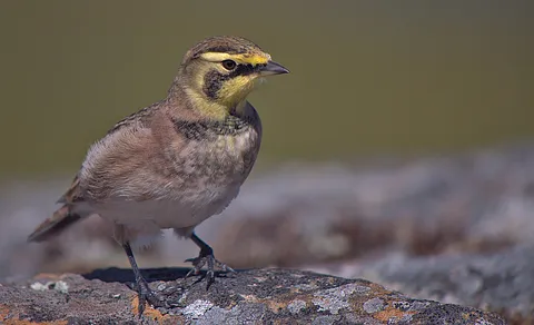 Horned Lark (Eremophila alpestris) — photo 2 of 4