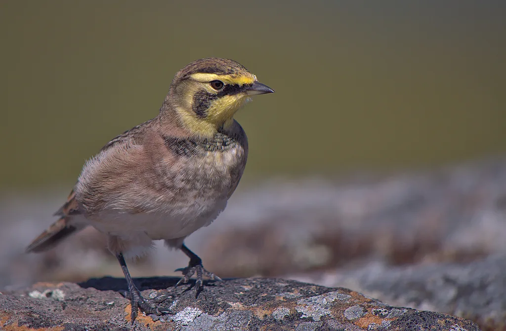 Horned Lark