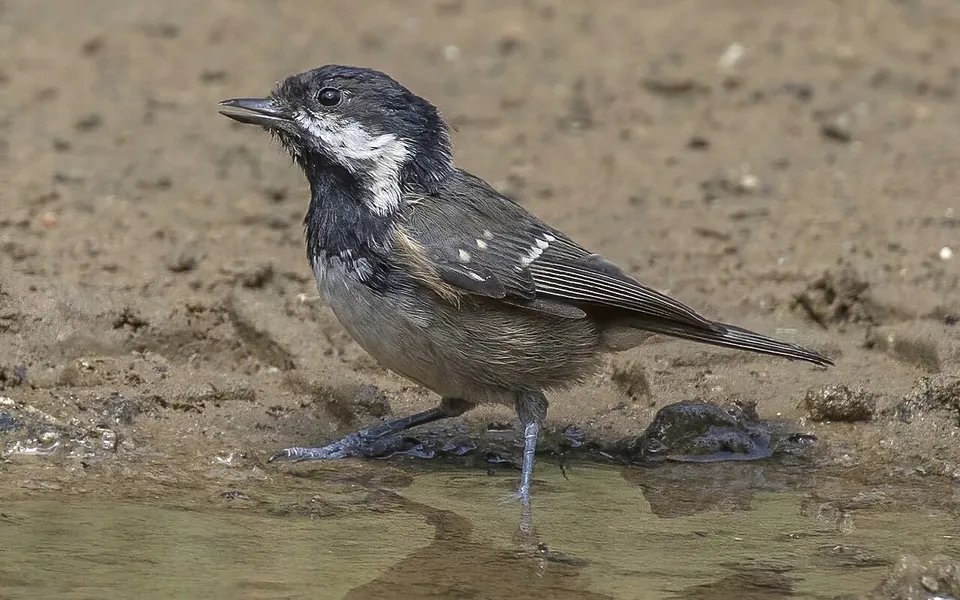 Coal Tit (Periparus ater) — photo 2 of 4