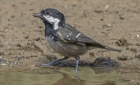 Coal Tit (Periparus ater) — photo 2 of 4