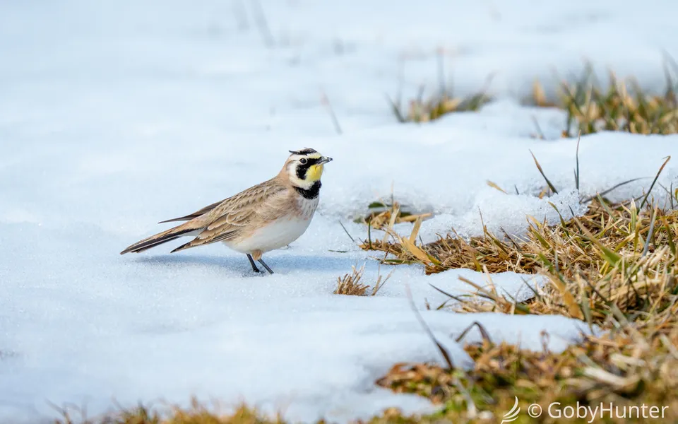 Horned Lark (Eremophila alpestris) — photo 4 of 4
