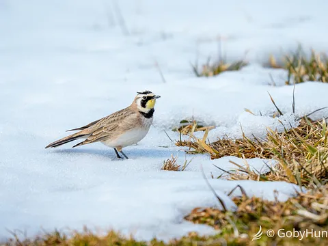 Horned Lark