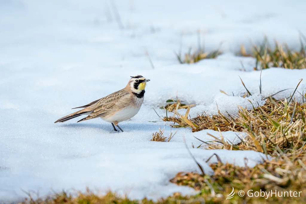 Horned Lark