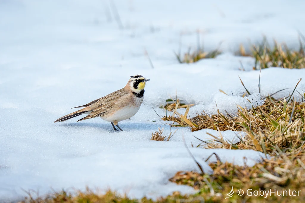 Horned Lark