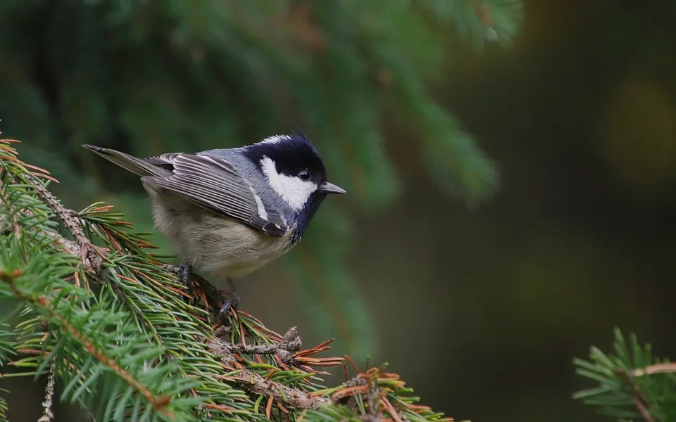 Coal Tit (Periparus ater) — photo 3 of 4