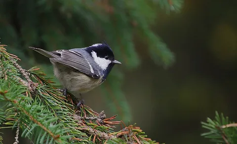 Coal Tit (Periparus ater) — photo 3 of 4
